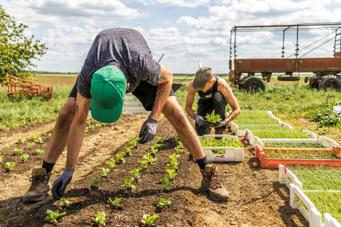 Junger Mann, der sich auf einem Feld nach Baby-Salaten bückt
