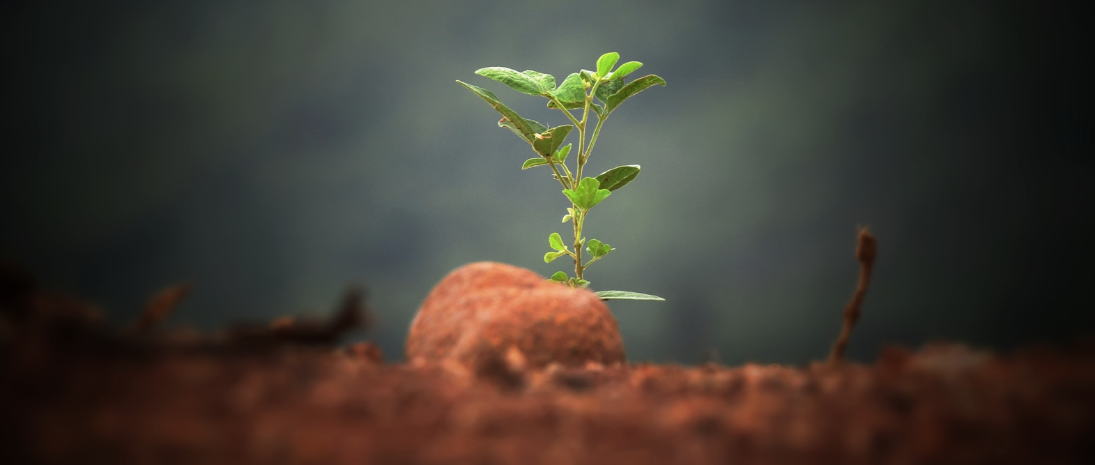 kleine Pflanze, die aus der Erde heraus wächst
